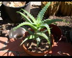 Aloe Arborescens